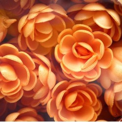 'Розы большие сложные абрикосовые' вафельное украшение, 5 шт 5485097